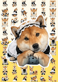 Maid's Shiba Inu Light Yellow