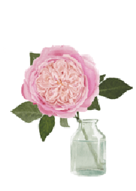 Realistic English rose watercolor. 82