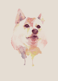 shiba inu and shiba inu
