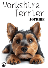 Yorkshire Terrier2