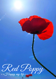 Red Poppy love