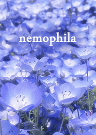 .-*nemophila*-.