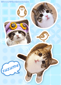 猫の『すずめちゃん』にゃり！