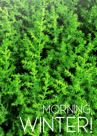 Morning, WINTER!