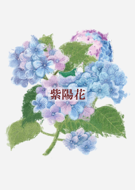 Hydrangea flower 5