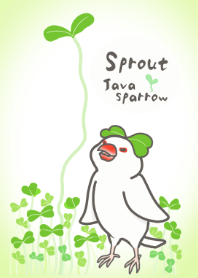Sprout Java sparrow