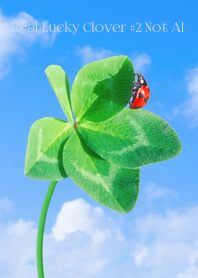 Real Lucky Clover #2-24NotAI
