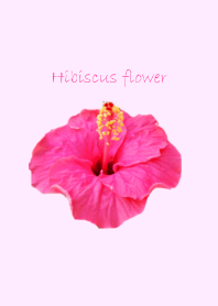 pink hibiscus flower photo theme