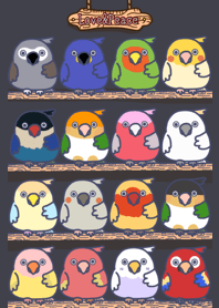 Parakeet time! [White-bellied Parrot]