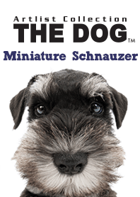 THE DOG Miniature Schnauzer