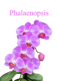 "Phalaenopsis vol.3" theme