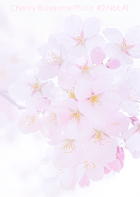 Cherry Blossoms Photo #2-10 NotAI