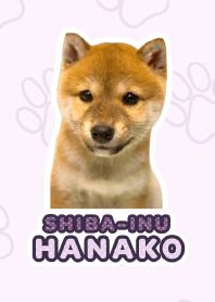 Shiba Inu Hanako*a38*