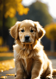 Golden Retriever   64BC47