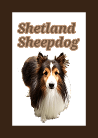 Cute Sheltie (Shetland Sheepdog)theme