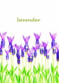 Garden where lavender blooms