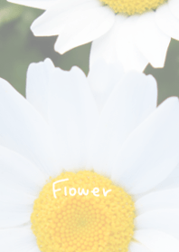 Mini marguerite Theme