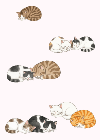 Cat sleeping all day20