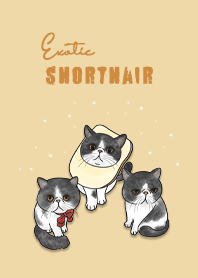 grey exoticcat / light yellow.