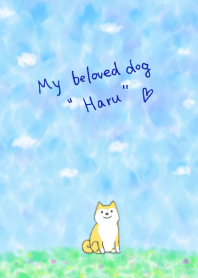Shibainu "Haru"