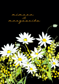 mimosa&marguerite -black-