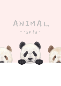 ANIMAL - パンダ - 桜色