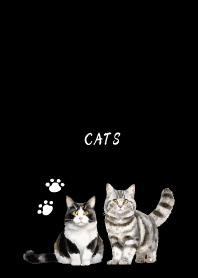 Talking Cats on black