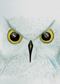 Blue Owl(Watercolor pencils)