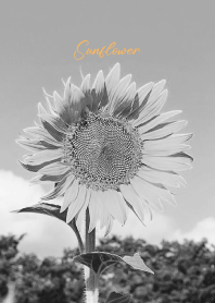 monochrome photograph...40