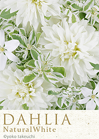 DAHLIA -Natural White-