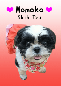Shih Tzu -Momoko-