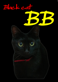 Black cat BB