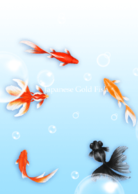 Japanese Gold fish