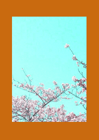 CHERRY BLOSSOMS & BLUE SKY/TERRACOTTA