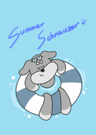 Summer miniature schnauzer
