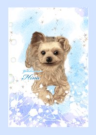 Yorkshire terrier-Hina-