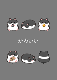 我養的黃金鼠-黑熊鼠(霧灰色)