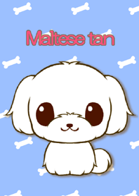 マルチーズたん