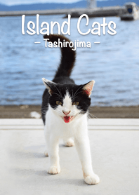 Island Cats Tashirojima