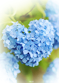 青いハートの紫陽花♡