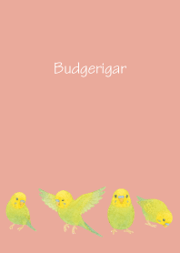 Cute Budgerigar2 on p & b