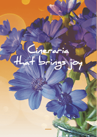 Orange : Cineraria that brings joy