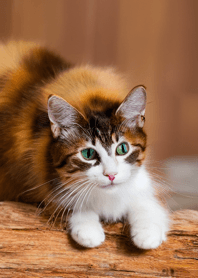 Nyanko Great Runaway#babvaj011