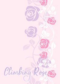 Climbing Rose*Pink & Purple