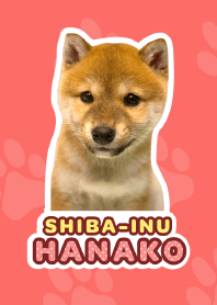 Shiba Inu Hanako*a41*