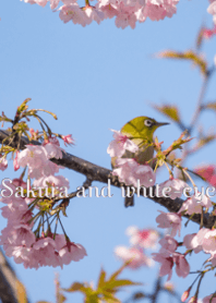 桜とメジロ