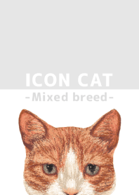ICON CAT - Mixed breed cat - GRAY/01