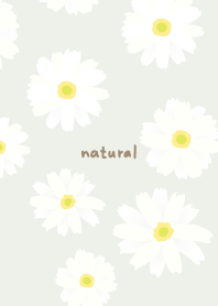 White Marguerite Simple18 from Japan