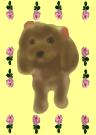lovely toy poodle