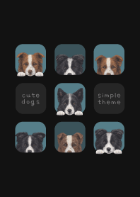 DOGS - Border Collie - CLASSY BLUE